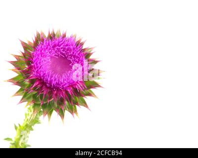 Milchdistel Blume isoliert auf weiß Stockfoto