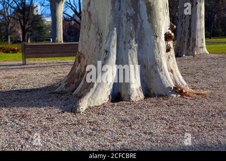 Baumbasis, Stamm mit Wurzeln. Stadtpark im Frühling Stockfoto