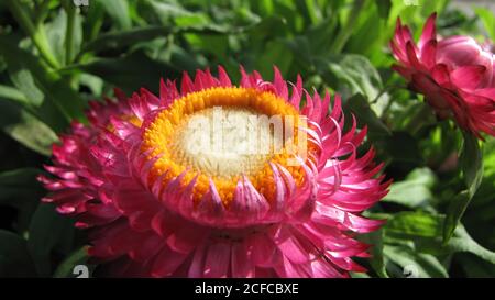 Nahaufnahme der Helichrysum-Arenariumblüte in Taipei, Taiwan Stockfoto