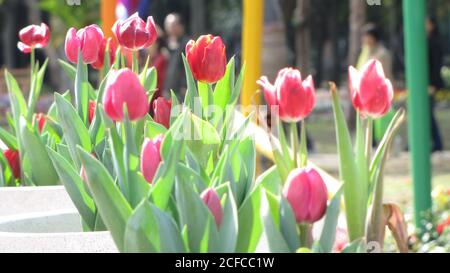 Nahaufnahme vieler roter Tulpen in Taipei, Taiwan Stockfoto