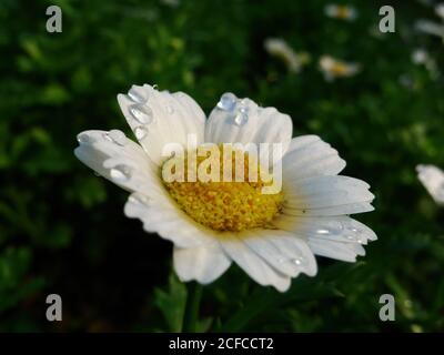 Nahaufnahme einer Marguerite-Gänseblümchen-Blüte in Taipei, Taiwan Stockfoto