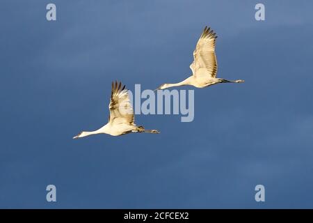 Zwei Sandhill Cranes vorne beleuchtet gegen schwarze Gewitterwolke, Bosque del Apache, New Mexico - jährliche Migration Stockfoto