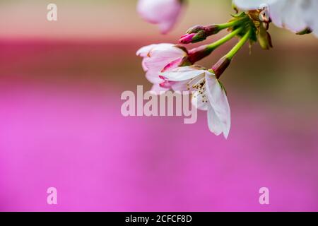 Sakura blüht vor einem rosa Feld Stockfoto