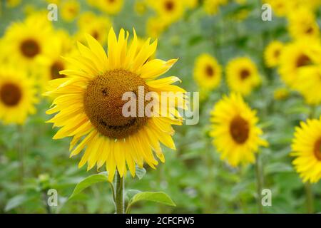 Sonnenblume mit Smiley und Feld von blühenden schönen Sonnenblumen Stockfoto