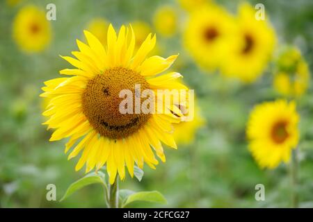 Sonnenblume mit Smiley und Feld von blühenden schönen Sonnenblumen Stockfoto