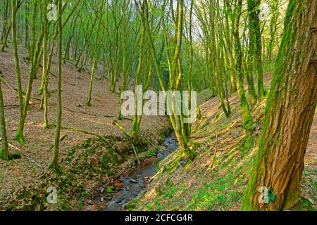 Pinschbachtal, Traumschlaufen Saar-Hunsrück, Kasteler Felsenpfad, Kastel-Staadt, Saartal, Rheinland-Pfalz, Stockfoto