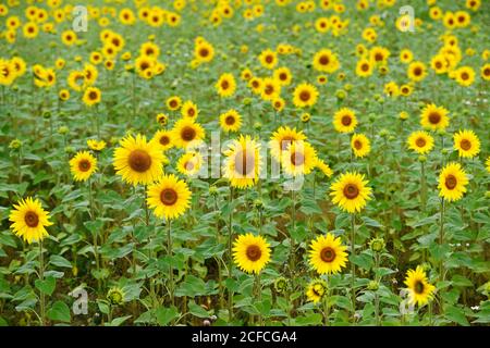 Ein Feld voller blühender, schöner Sonnenblumen Stockfoto