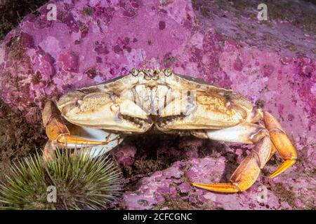 Atlantic Rock Crab, Cancer Irroratus, Eastport, Maine, USA, Atlantik, Stockfoto