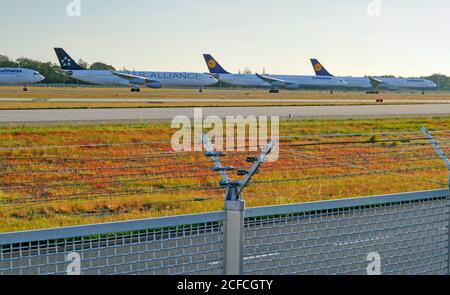 Geparkte Flugzeuge der Lufthansa, Corona Pandemie, Frankfurt Airport, Hessen, Deutschland Stockfoto