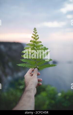 Crop anonymen Mann halten grünen Farn Frond auf dem Hintergrund von Asturien, Spanien Landschaft am Abend Stockfoto