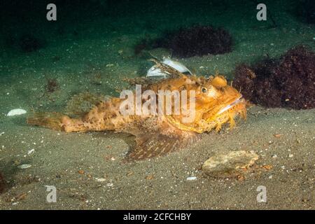 Sea Raven, Hemitripterus americanus, Golf von Maine Stockfoto