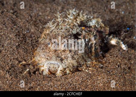 Dämonenstinger, oder Teufelsstinger, Inimicus didactylus, versteckt im Sand, Dumaguete, Philippinen, Pazifischer Ozean Stockfoto