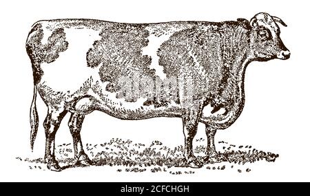 Shorthorn Kuh in Seitenansicht stehend auf einer Wiese, nach einer antiken Illustration aus dem 19. Jahrhundert Stock Vektor