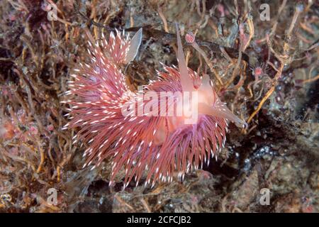 Aeolis Nudibranch, Flabellina sp., Peirce Island, New Hampshire, USA, Atlantik. Manchmal genannt F. verrilli, aber es ist nicht formal benannt worden. Stockfoto