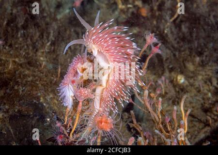 Aeolis Nudibranch, Flabellina sp., Peirce Island, New Hampshire, USA, Atlantik. Fütterung von Hydroiden. Manchmal F. verrilli genannt, aber es hat nicht Stockfoto