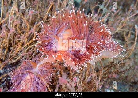 Aeolis Nudibranch, Flabellina sp., Peirce Island, New Hampshire, USA, Atlantik. Fütterung von Hydroiden. Manchmal F. verrilli genannt, aber es hat nicht Stockfoto