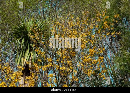 Neuseeländische Landschaft, ikonische Kiwi-Szenen: Blühender Kowhai-Baum (Sophora). Stockfoto