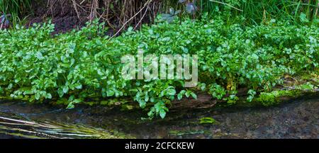 Neuseeländische Landschaft, ikonische Kiwi-Szenen: Üppige Wucherungen von Watercress (Nasturtium officinale) in einem kristallklaren Strom. Stockfoto