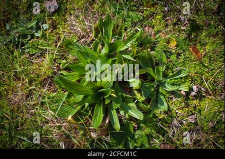 Neuseeländische Landschaft: Kochbananen (Plantago Major). Stockfoto