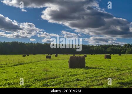 Haystacks auf einer gemähten Wiese vor einem Hintergrund von Wald und blauem Himmel mit weißen Wolken. Das Ende des Sommers. Stockfoto