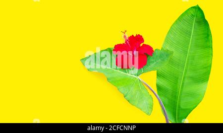 Hibiskusblüte auf grünem Taroblatt mit Heliconia-Blatt auf gelbem Hintergrund. Speicherplatz kopieren Stockfoto