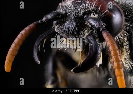 Nahaufnahme vergrößerter Teil der schwarzen und braunen Ameise in schwarz Hintergrund Stockfoto