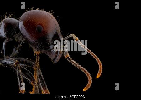 Nahaufnahme vergrößerter Teil der schwarzen und braunen Ameise mit glänzend Kopf und Beine Stockfoto