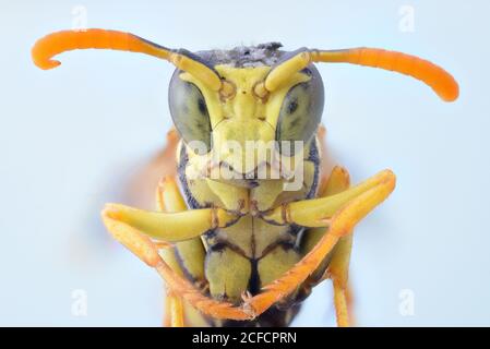 Nahaufnahme gelb fliegende Wespe Falten Beine und Blick auf die Kamera Mit großen grünen Augen Stockfoto