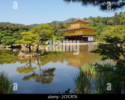 Wunderschöner tropischer Wald und Pagode Stockfoto