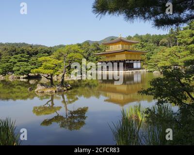 Wunderschöner tropischer Wald und Pagode Stockfoto