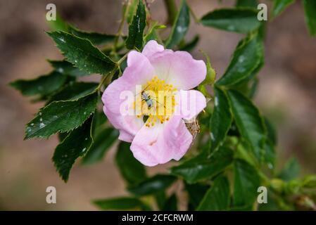 Europa, Deutschland, Rheinland-Pfalz, Landkreis Cochem-Zell Mosel, Moseltal, Moselsteig, Bremm, Erlebnisweg Moselkrampen, Hecken-Rose Stockfoto