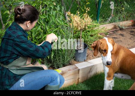 Frau mit Hund arbeitet im Garten Stockfoto
