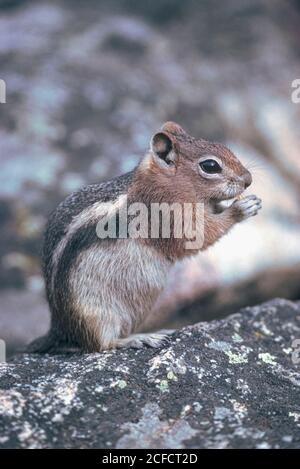 Golden-Manled Ground Squirrel (Callospermophilus lateralis), Rocky Mountain National Park Colorado. Aus original Kodachrome 64 Transparenz. Stockfoto