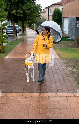 Frau in gelber Jacke mit Kapuze und Gummistiefel zu Fuß Mit englischem Zeiger in gelbem Umhang an der Leine bei Regen Tag auf der Straße Stockfoto
