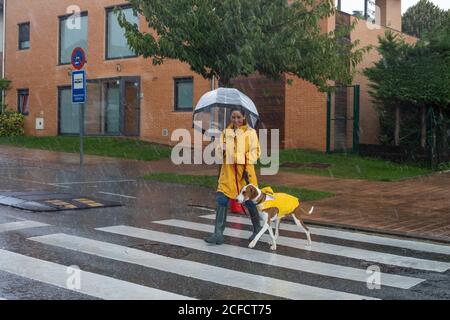 Lächelnde Frau in gelber Jacke und Gummistiefeln mit Regenschirm, der sich auf der Straße durch den Fußgängerüberweg bewegt, wobei der englische Zeiger unter Regen an der roten Leine gehalten wird Stockfoto