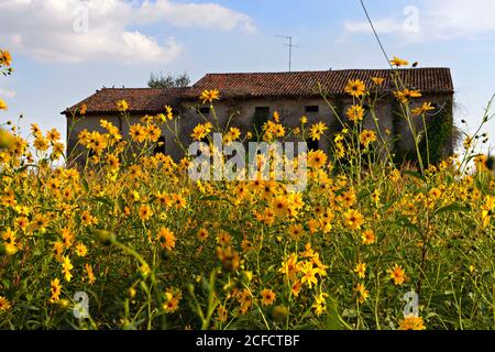 Überreste eines verlassenen Gebäudes in der Po-Ebene, mit amerikanischen Sonnenblumen ( Helianthus rigidus ), Lombardei, Italien Stockfoto