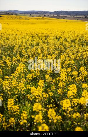 Schöne helle Landschaft von großem Feld mit gelben Rapsblumen Im Sommer Tag auf dem Land mit Hügeln im Hintergrund Stockfoto