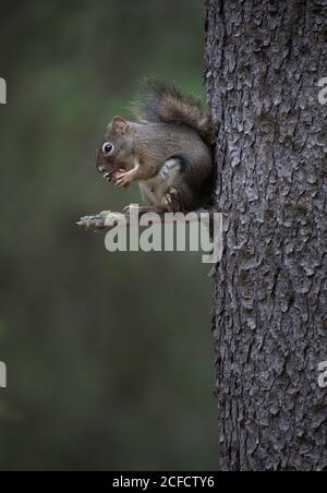 Liebenswert pelzigen Eichhörnchen hängen von Baumstamm in einem Wald Essend Eichelnuss Stockfoto