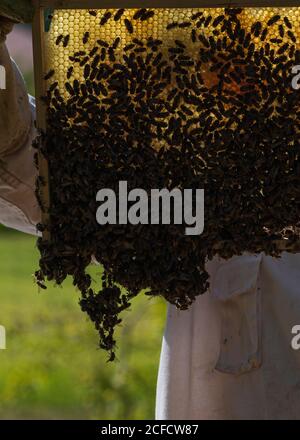 Eine Imkerei am Waldrand: Alltag eines Imkers. Imker inspizieren die Wabe: Hier ein Bienenstock oder ein Bauhaufen. Stockfoto