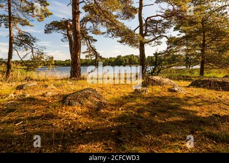 Pinien am Ufer, Herbststimmung im Archipel Stockfoto