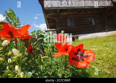 Maismohn (Papaver rhoeas) im Garten der Hütte Stockfoto