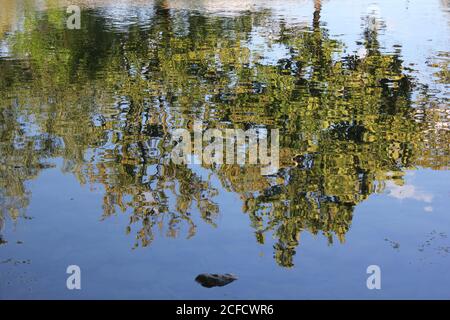 Wandern entlang des Flusses tief in der sonnigen Sommerwildnis. Stockfoto