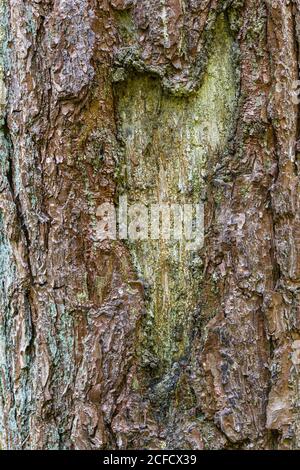 Baumstamm, Baumrinde in Herzform Stockfoto