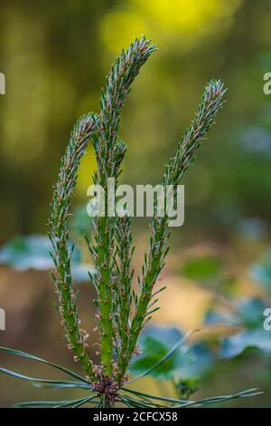 Waldkiefer (Pinus sylvestris) Blütezeit, Nahaufnahme Stockfoto