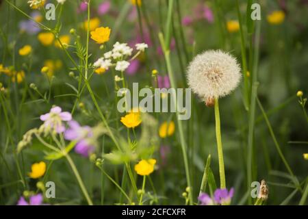 Blow Ball, Löwenzahn, Sommerwiese Stockfoto