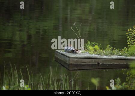 Schlafende Vögel, Mergus mergansers, Sommernacht, Finnland Stockfoto