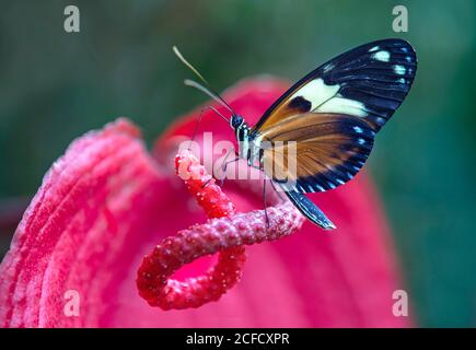 Neotropischer Schmetterling Heliconius ismenius, trinkt Nektar aus einer Anthuriumblume, Familie Edelfalter (Nymphalidae), Mindo Region, Ecuador Stockfoto