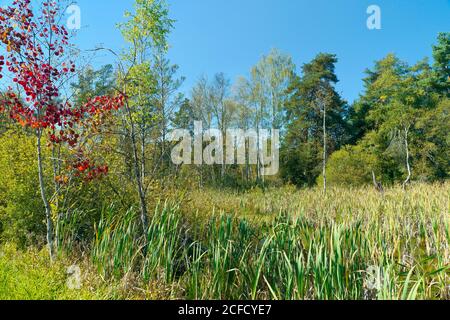 Deutschland, Baden-Württemberg, Villingen-Schwenningen, Neckar Herkunft im Naturschutzgebiet 'Schwenninger Moos', Quellgebiet, 'Europäische Wasserscheide' Stockfoto