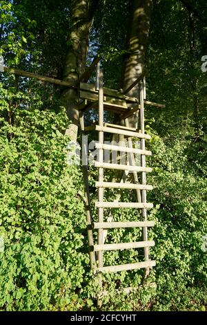 Deutschland, Bayern, Oberbayern, Altötting, Waldrand, hoher Sitz, Jägerstand Stockfoto