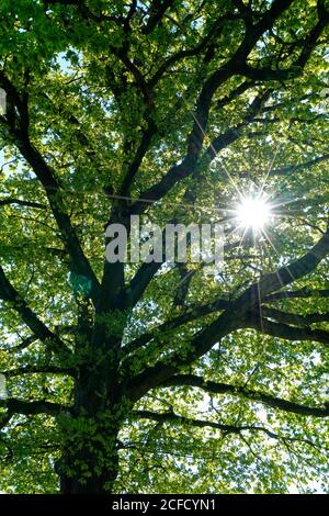 Deutschland, Bayern, Oberbayern, Altötting, Eiche, Baumkronenbaum, Äste, Sonne, Rücklicht Stockfoto